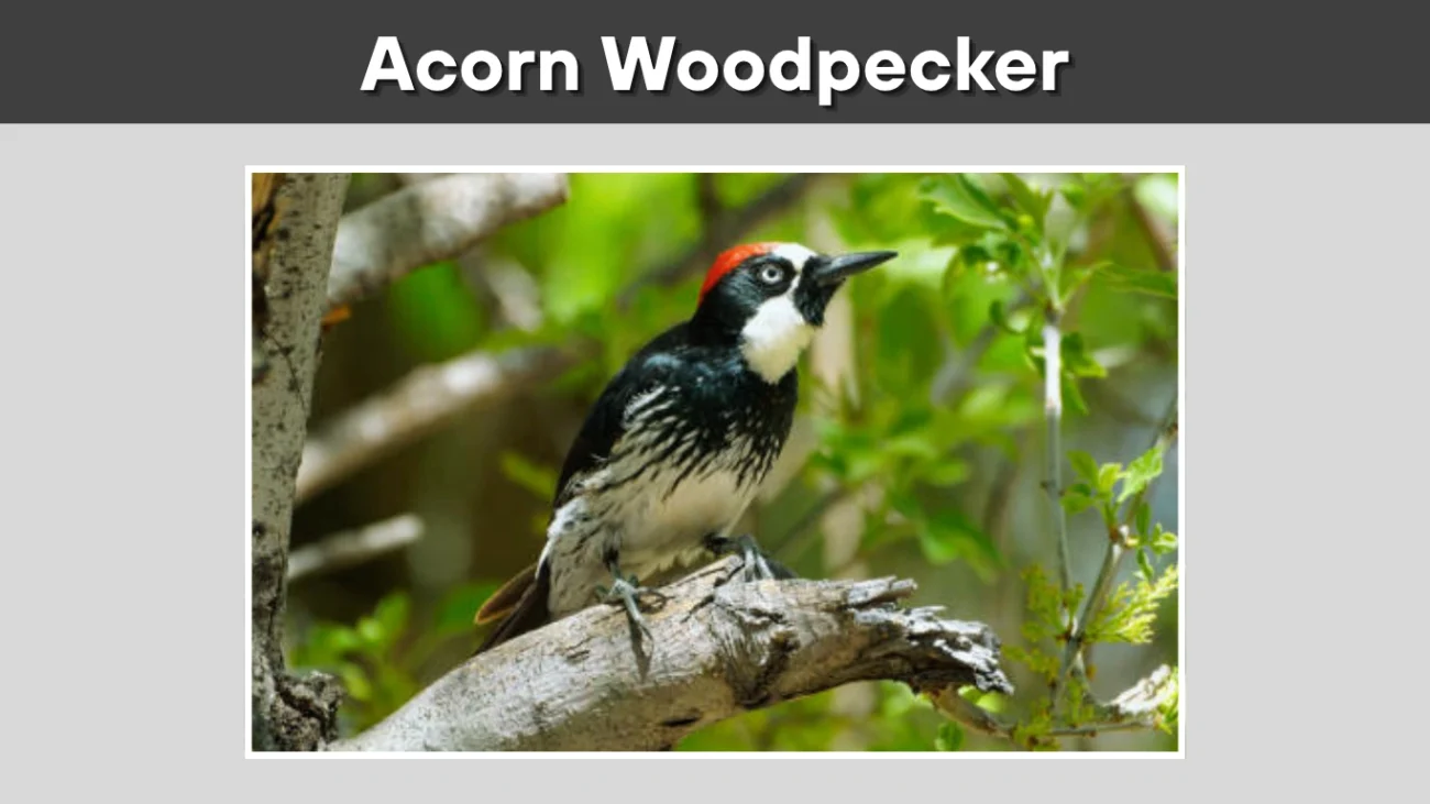 Acorn Woodpecker