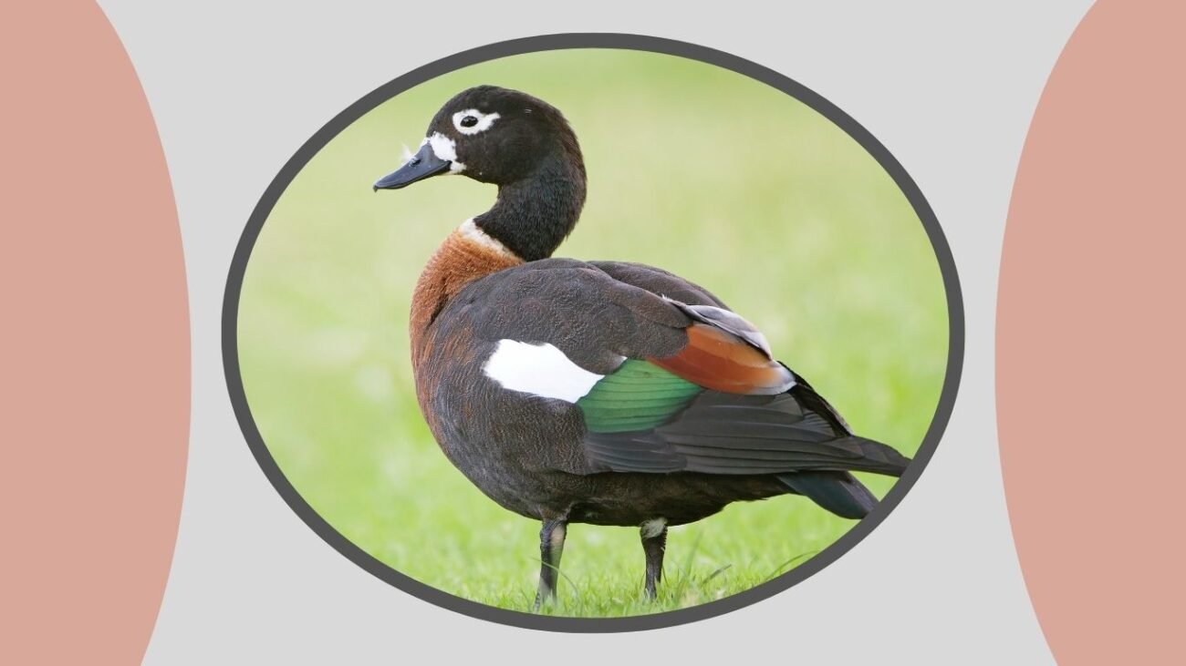 Also Known as Mountain Duck