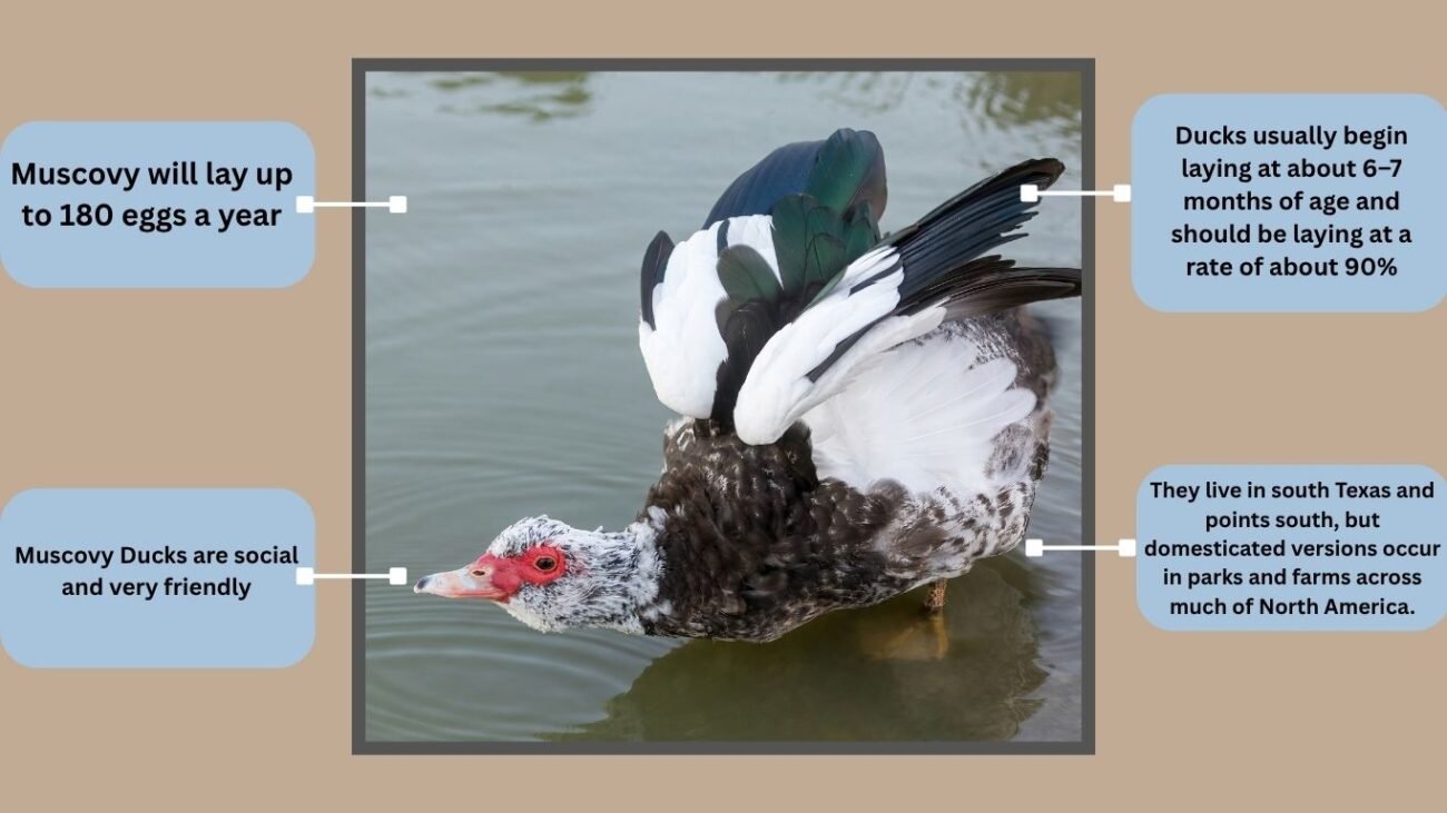 Pied Muscovy Duck
