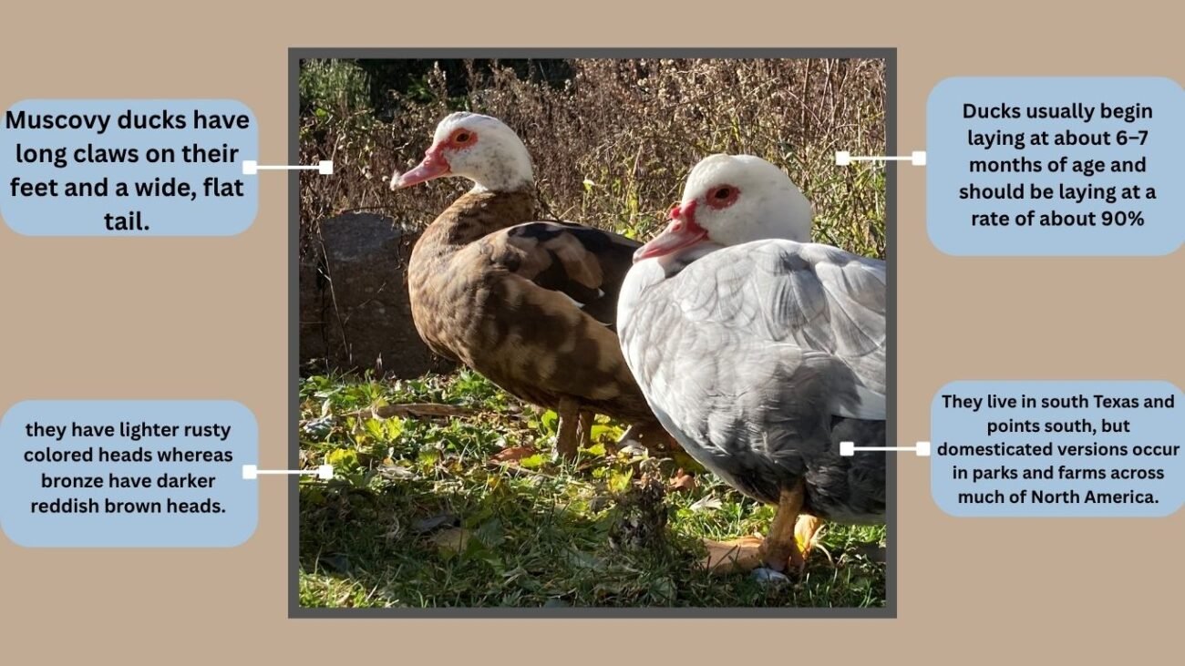 Bronze Muscovy Duck