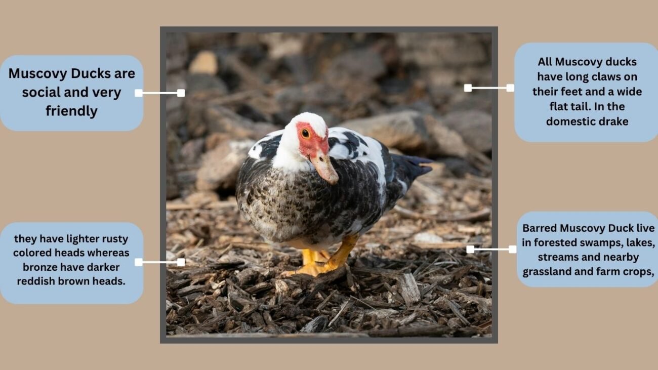 Barred Muscovy Duck