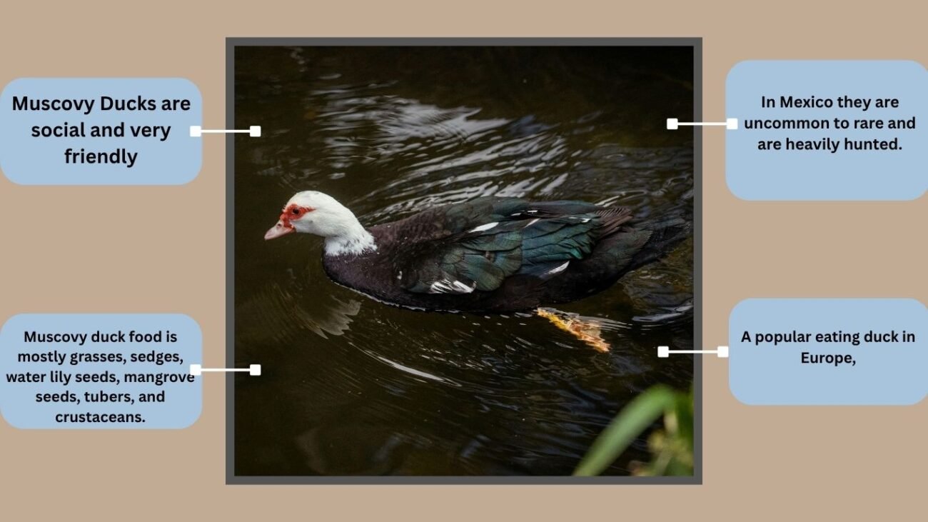 Silver Muscovy Duck