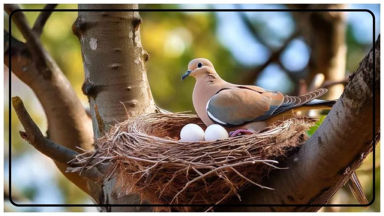 During Nesting and Parenting