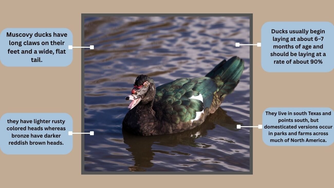 Rippled Muscovy Duck