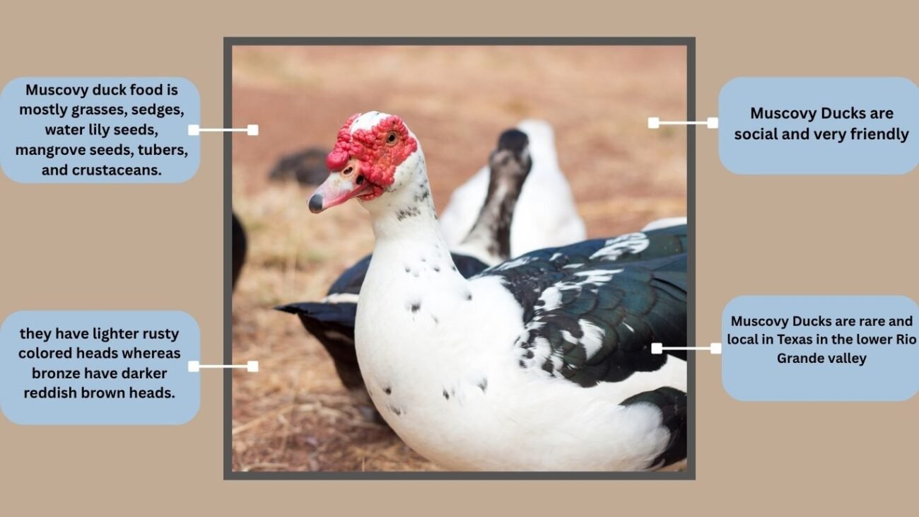 Buff Muscovy Duck