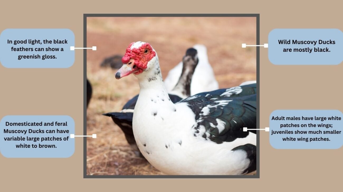 Wild-Type Muscovy Duck