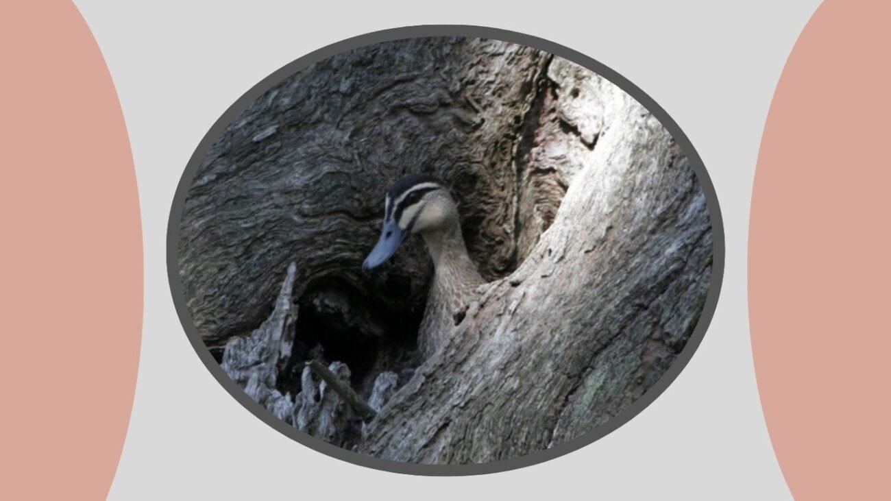 Nests in Tree Hollows