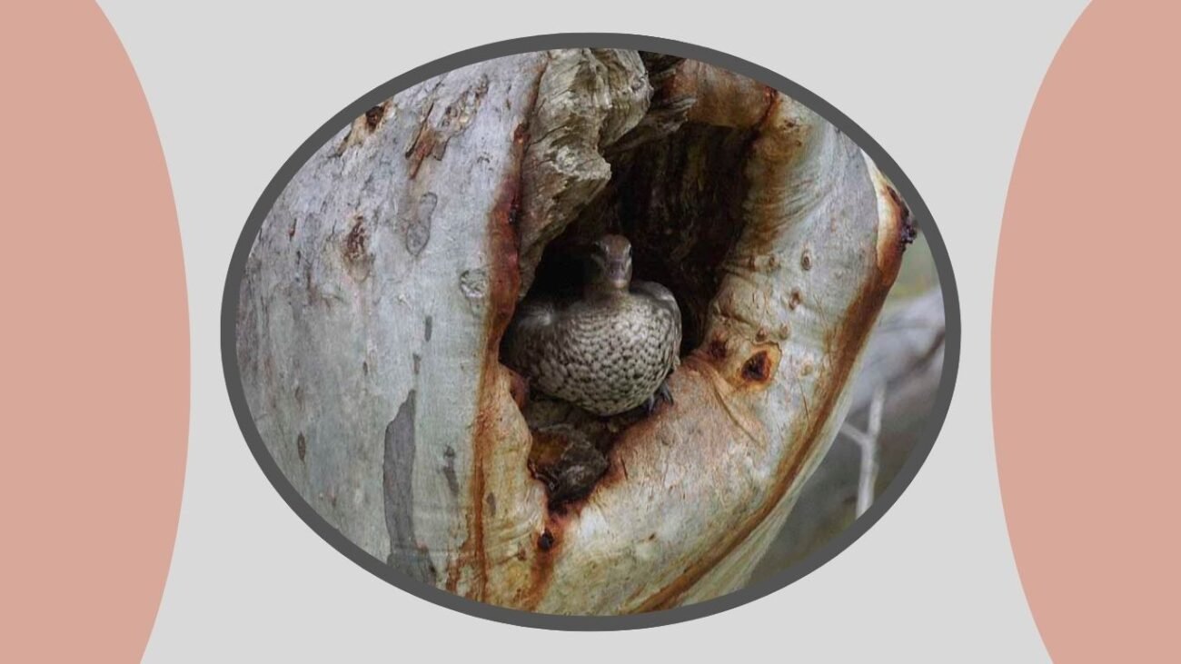 Lays Up to 14 Eggs
