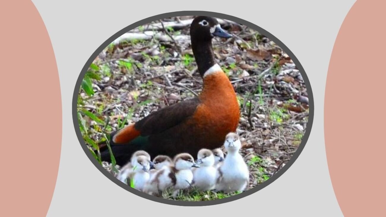 Both Parents Guard Chicks