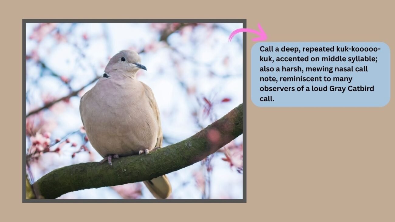 Call and Sounds