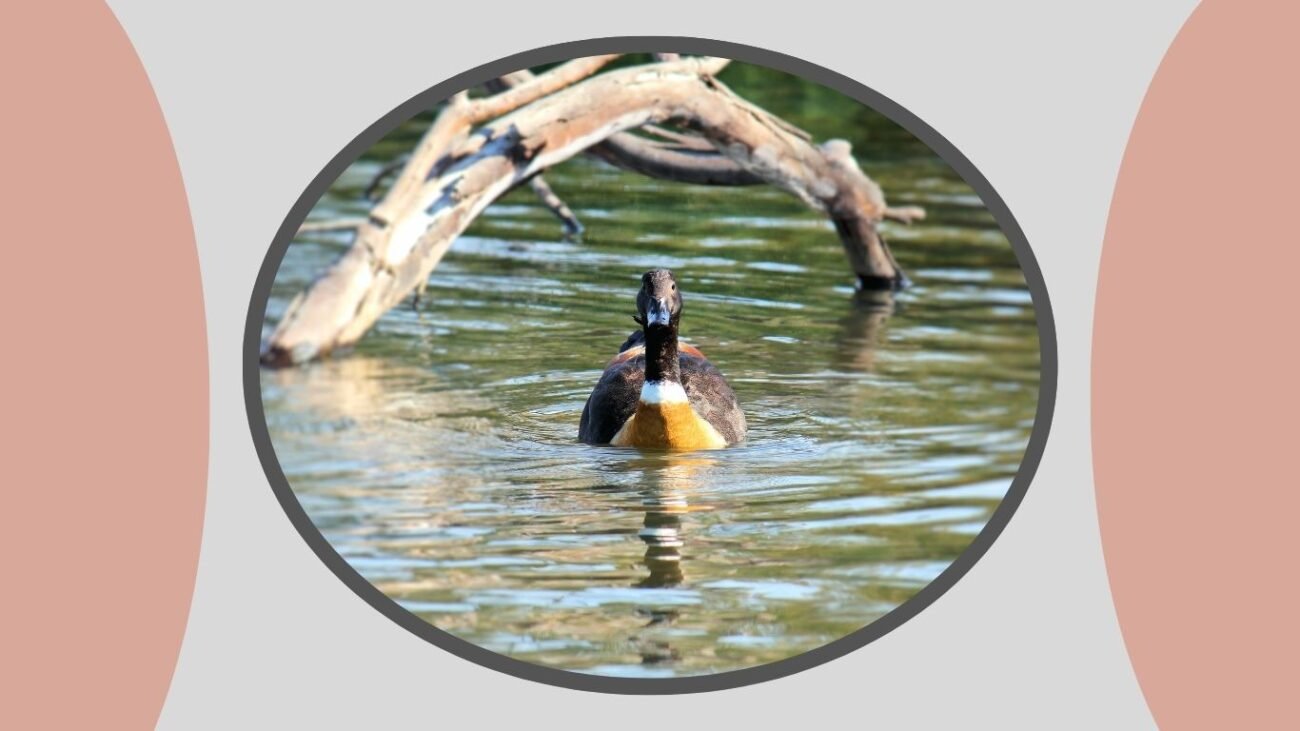 Prefers Freshwater Lakes and Wetlands