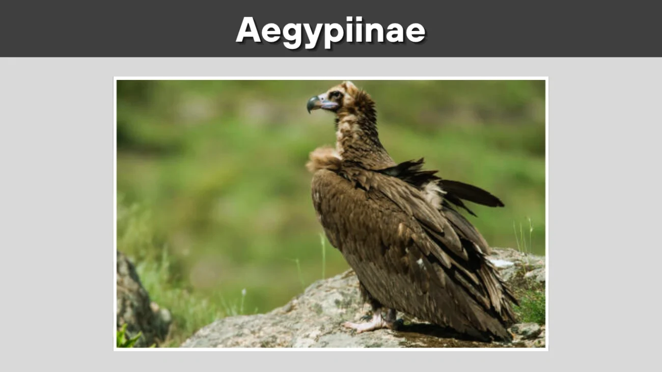 Aegypiinae