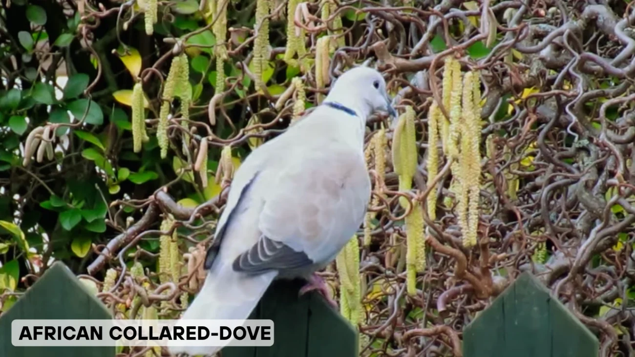 African Collared-Dove