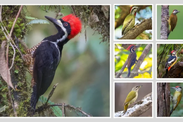 All Types of Woodpeckers Identification with Images and Features