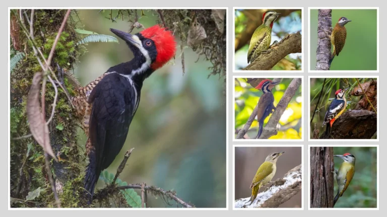 All Types of Woodpeckers Identification with Images and Features