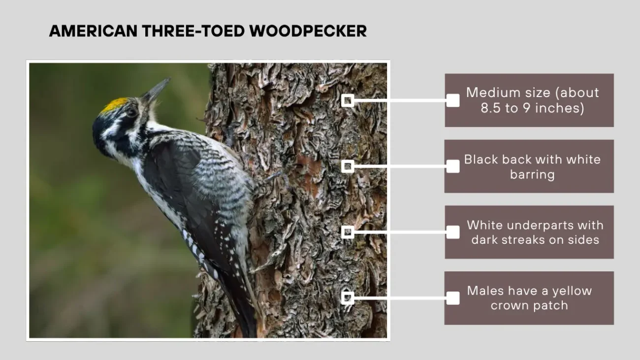 American Three-toed Woodpecker
