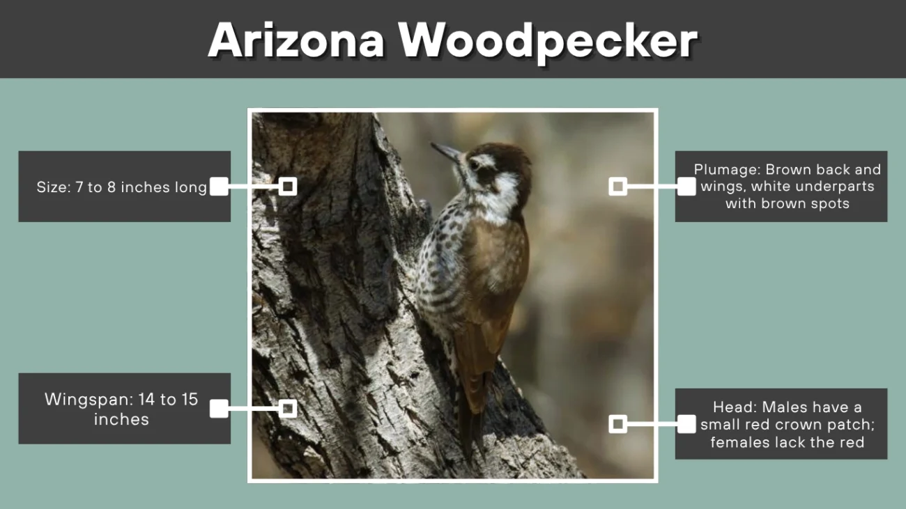 Arizona Woodpecker