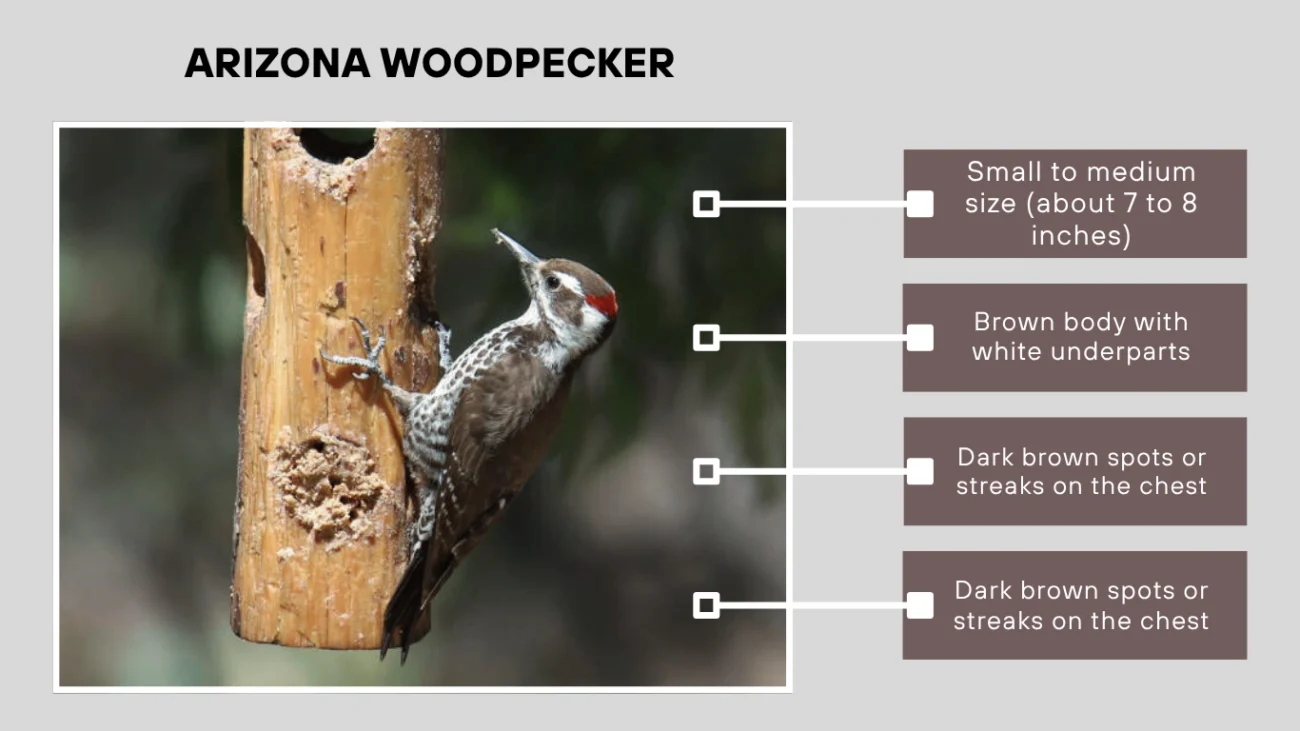 Arizona Woodpecker