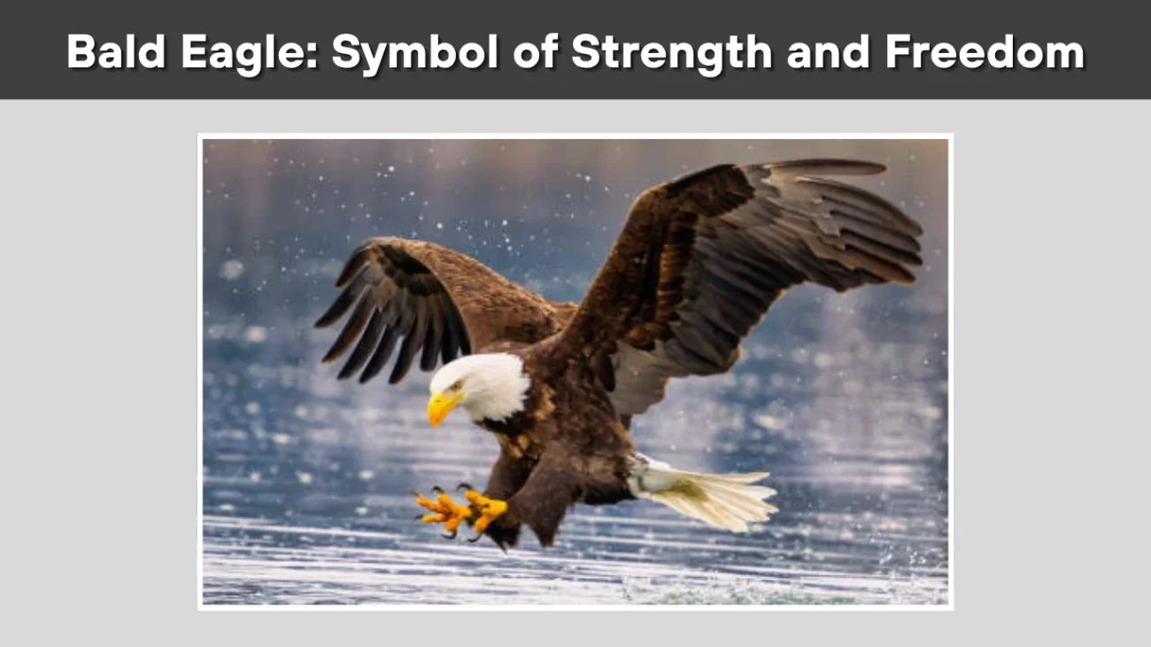 Bald Eagle Symbol of Strength and Freedom