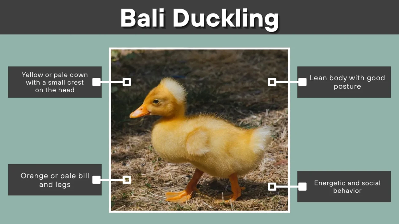 Bali Duckling