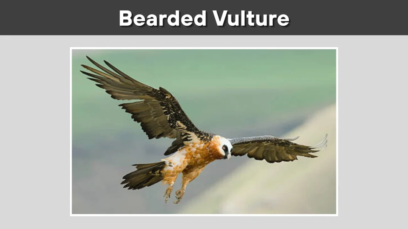 Bearded Vulture