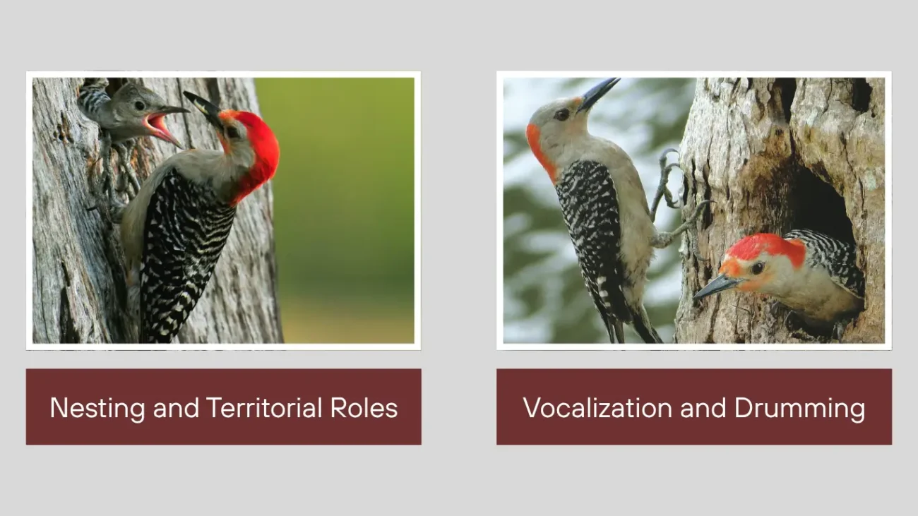 Red-bellied Woodpecker Male vs Female Behavioral Differences