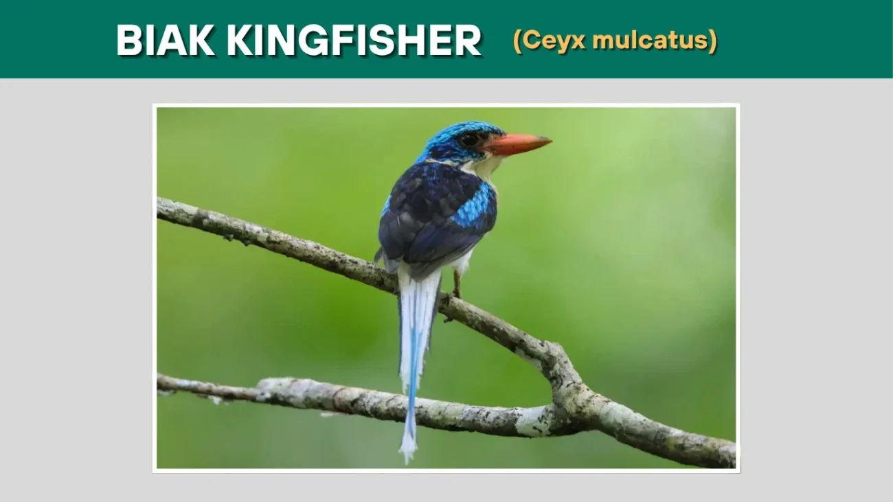 Biak Kingfisher (Ceyx mulcatus)
