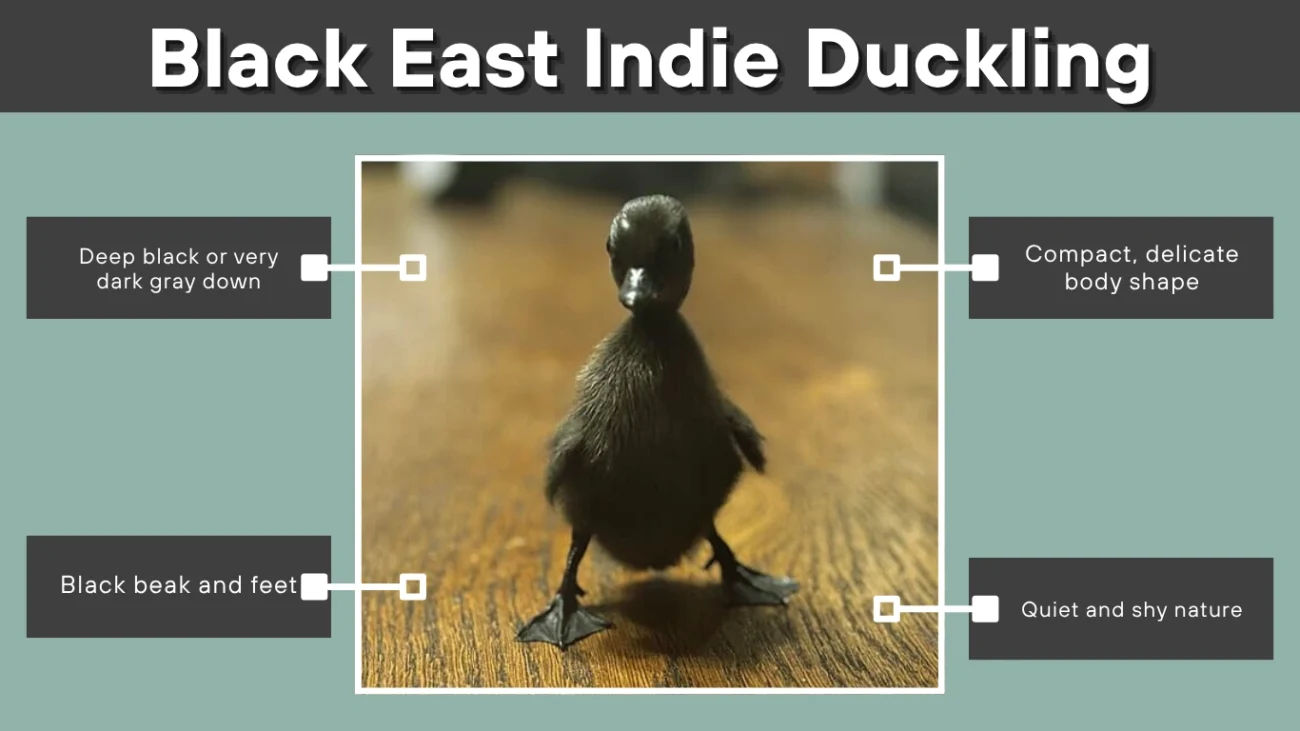 Black East Indie Duckling