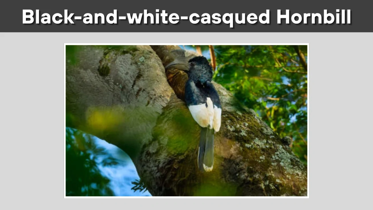 Black-and-white-casqued Hornbill