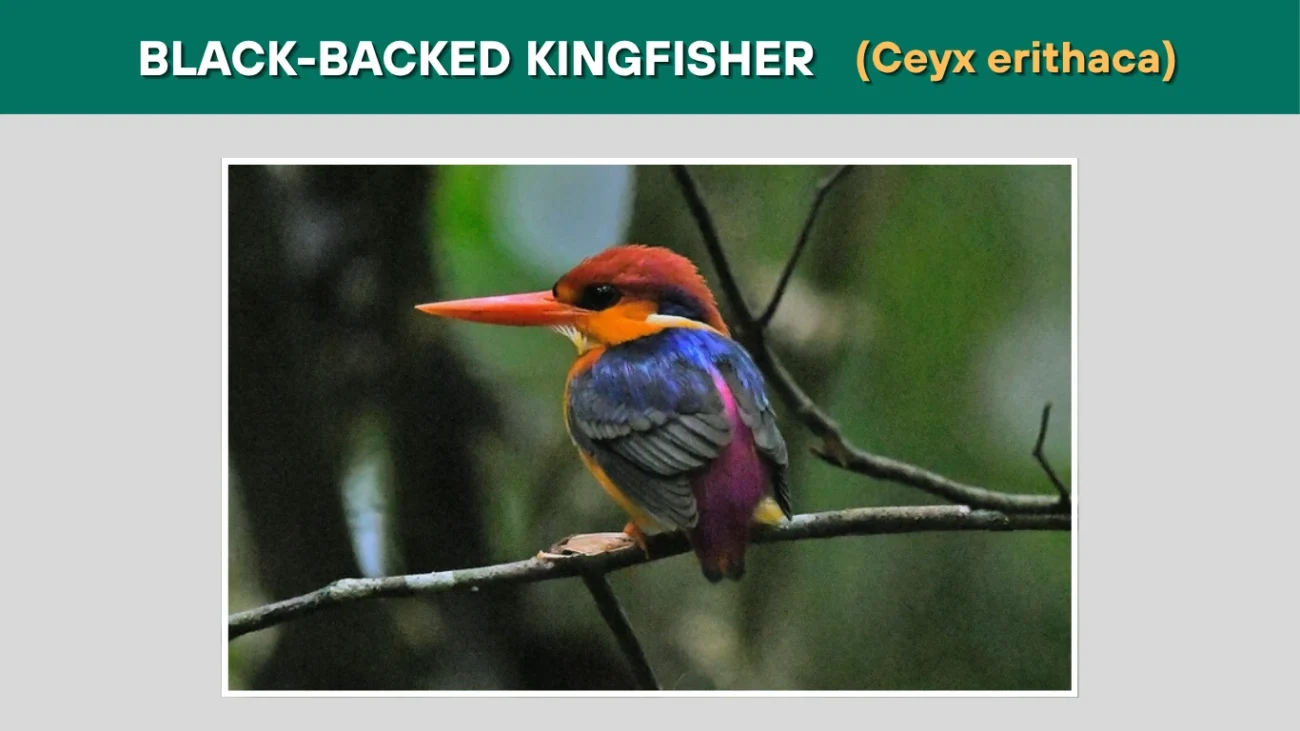 Black-backed Kingfisher (Ceyx erithaca)