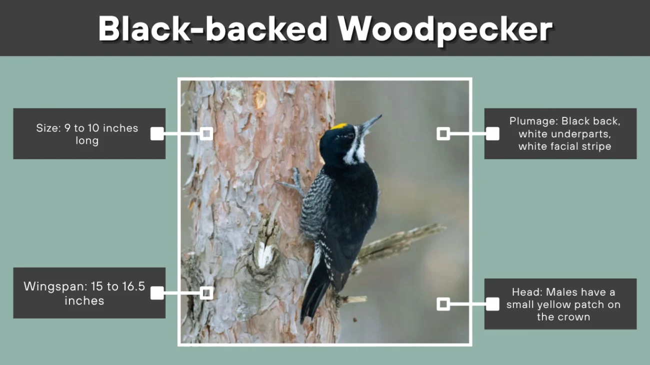 Black-backed Woodpecker