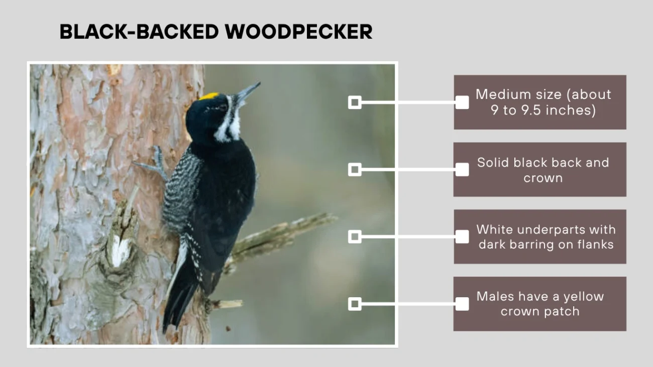 Black-backed Woodpecker
