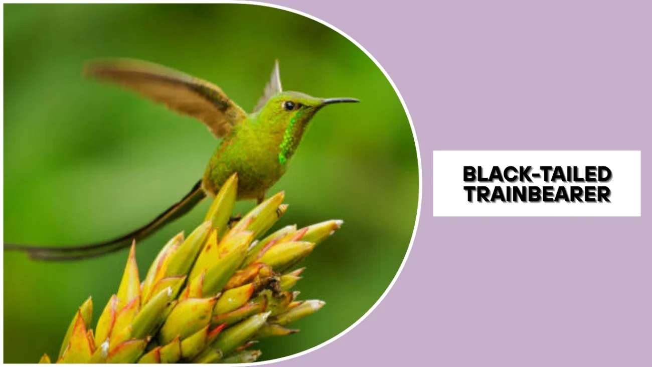Black-tailed Trainbearer