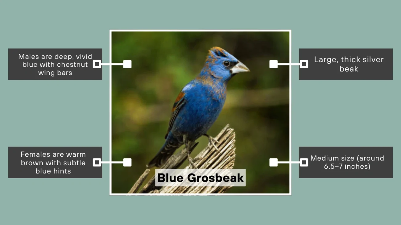 Blue Grosbeak
