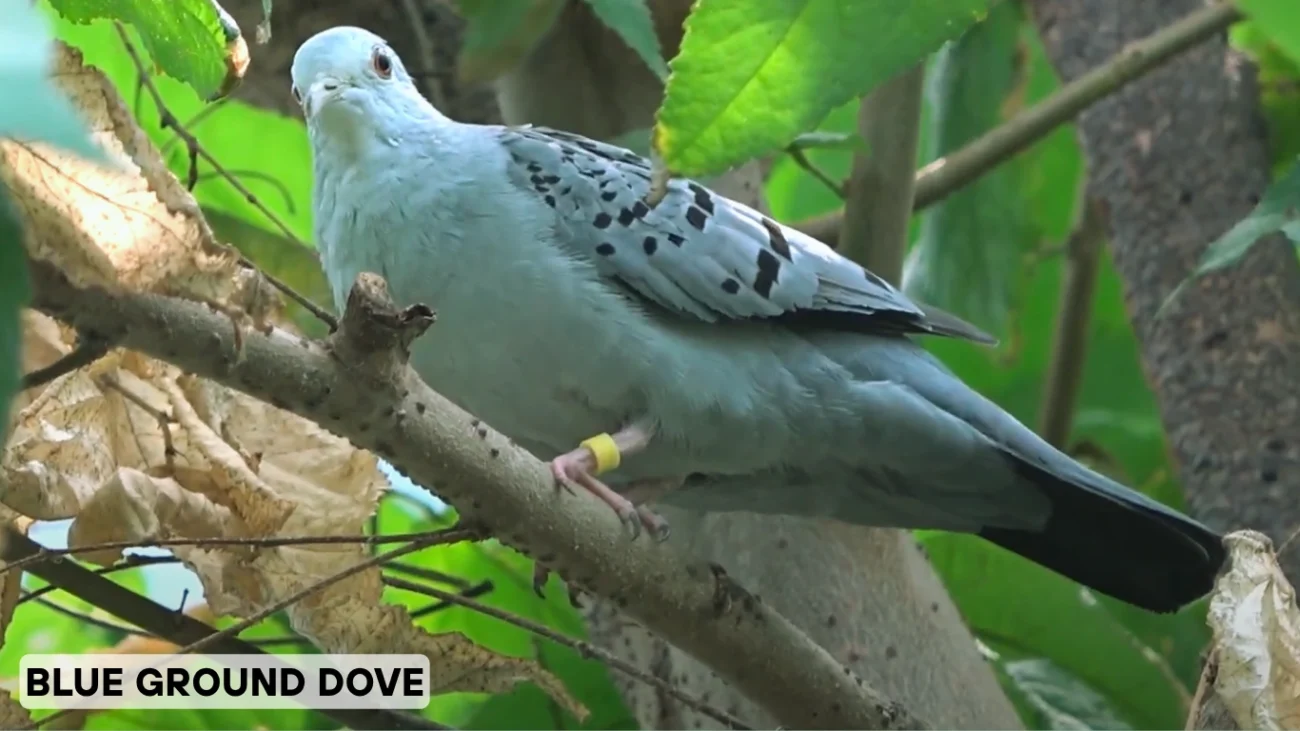 Blue Ground Dove