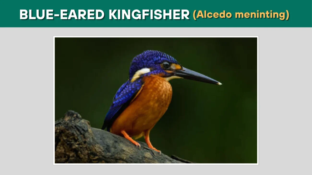 Blue-eared Kingfisher (Alcedo meninting)