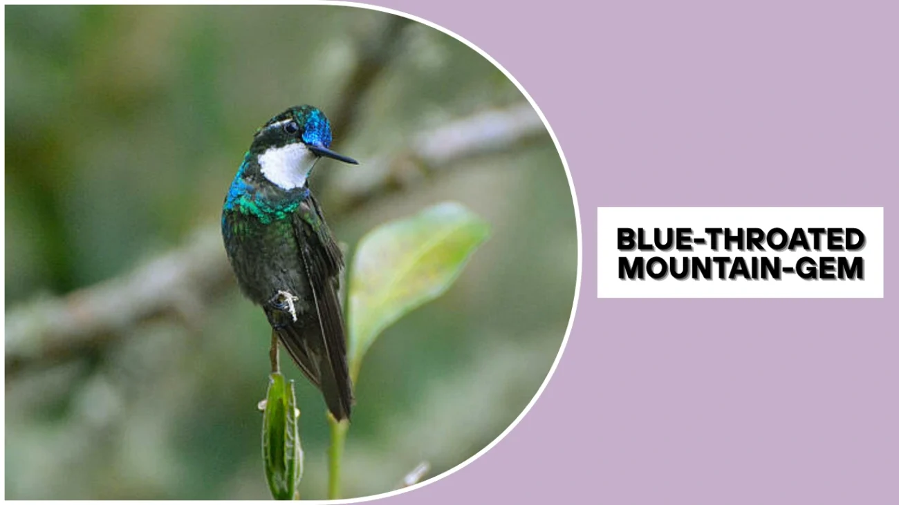 Blue-throated Mountain-gem