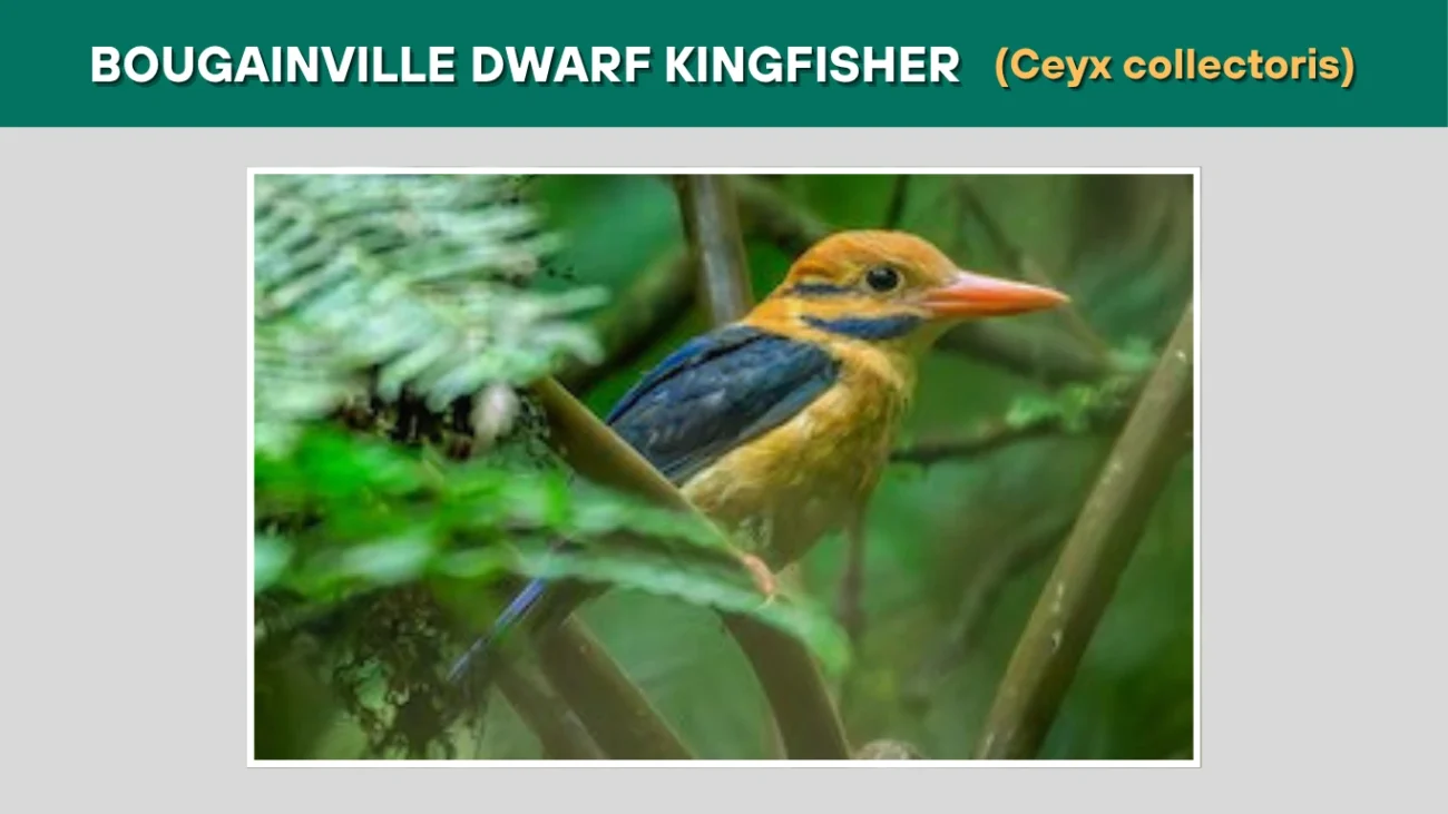 Bougainville Dwarf Kingfisher (Ceyx collectoris)