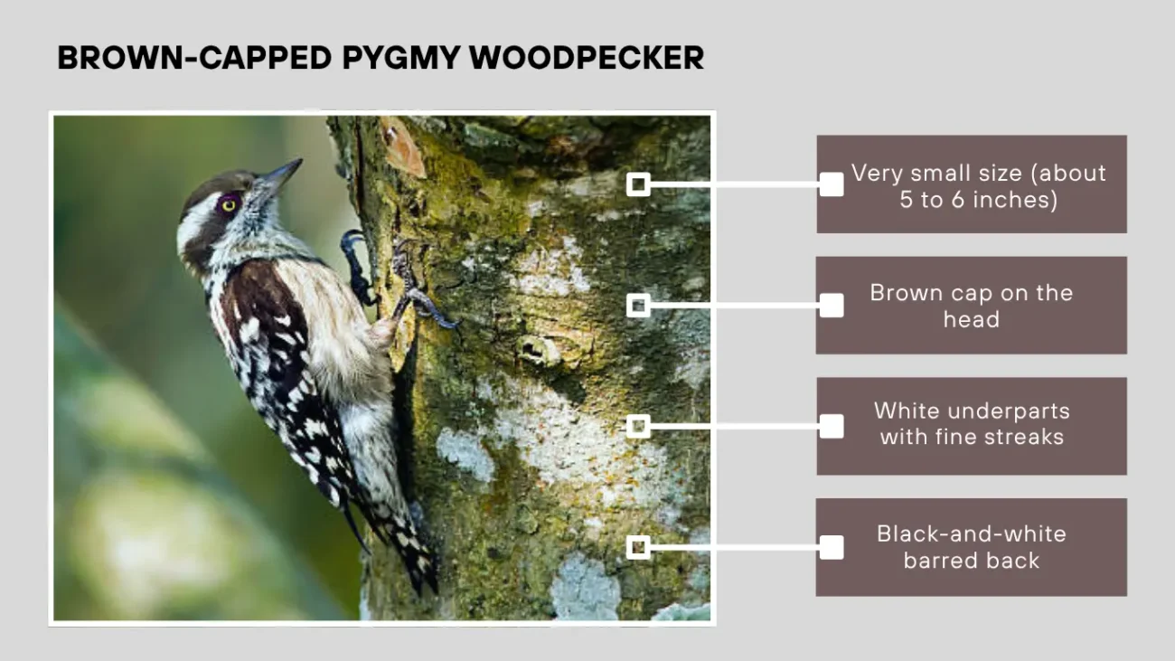 Brown-capped Pygmy Woodpecker