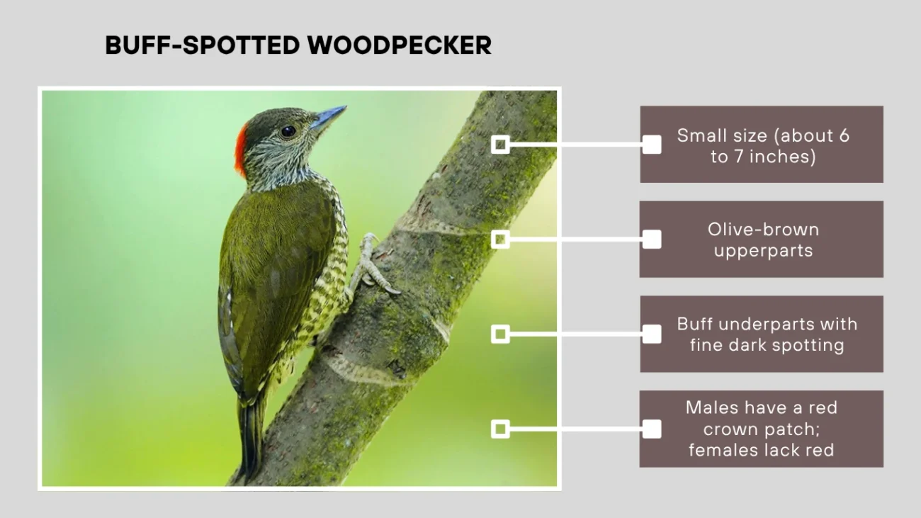Buff-spotted Woodpecker