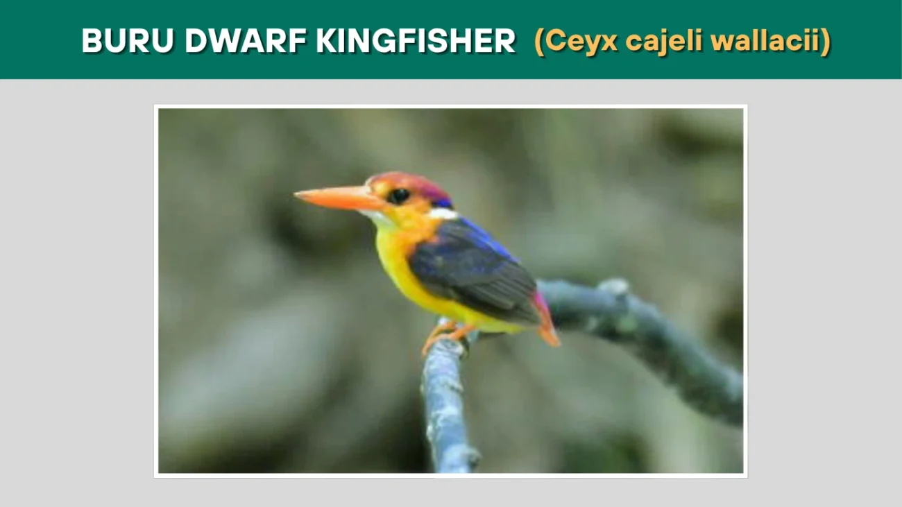 Buru Dwarf Kingfisher (Ceyx cajeli wallacii)