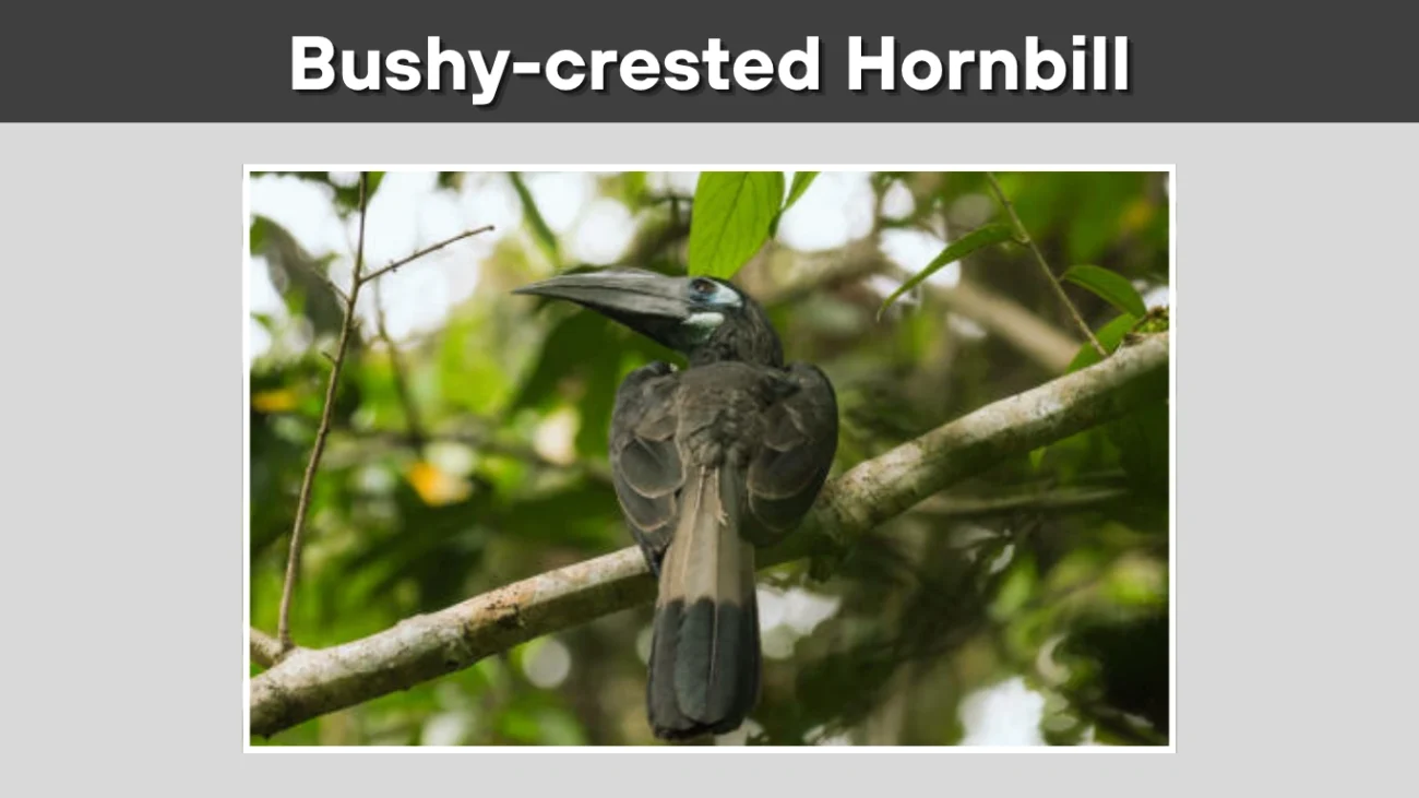 Bushy-crested Hornbill