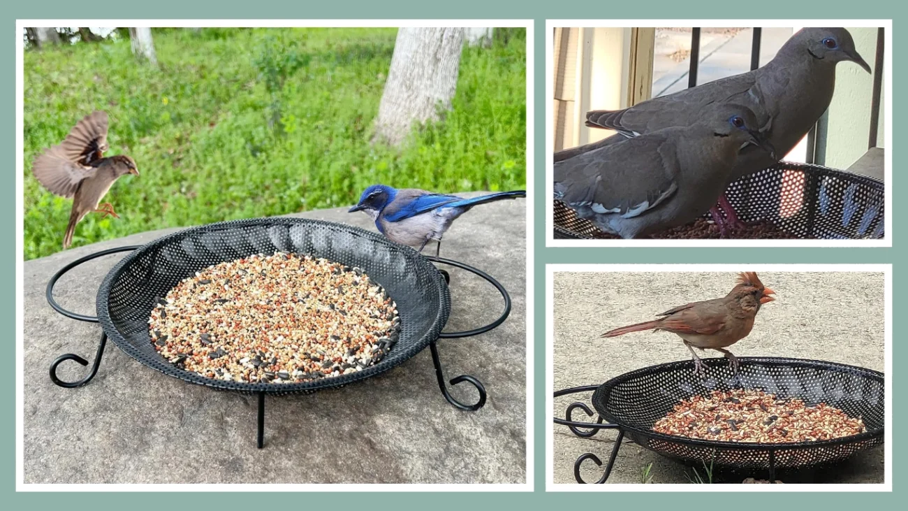 CQAIRIOU Ground Platform Bird Feeder Tray