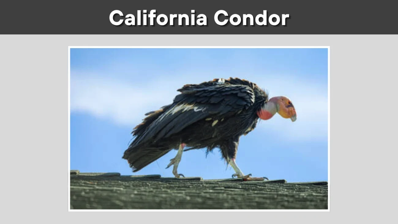 California Condor