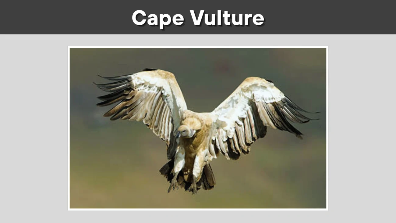 Cape Vulture
