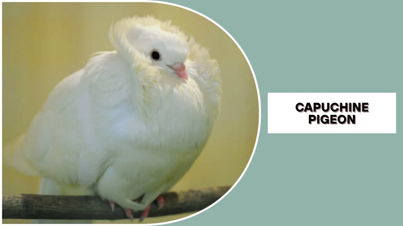 Capuchine Pigeon