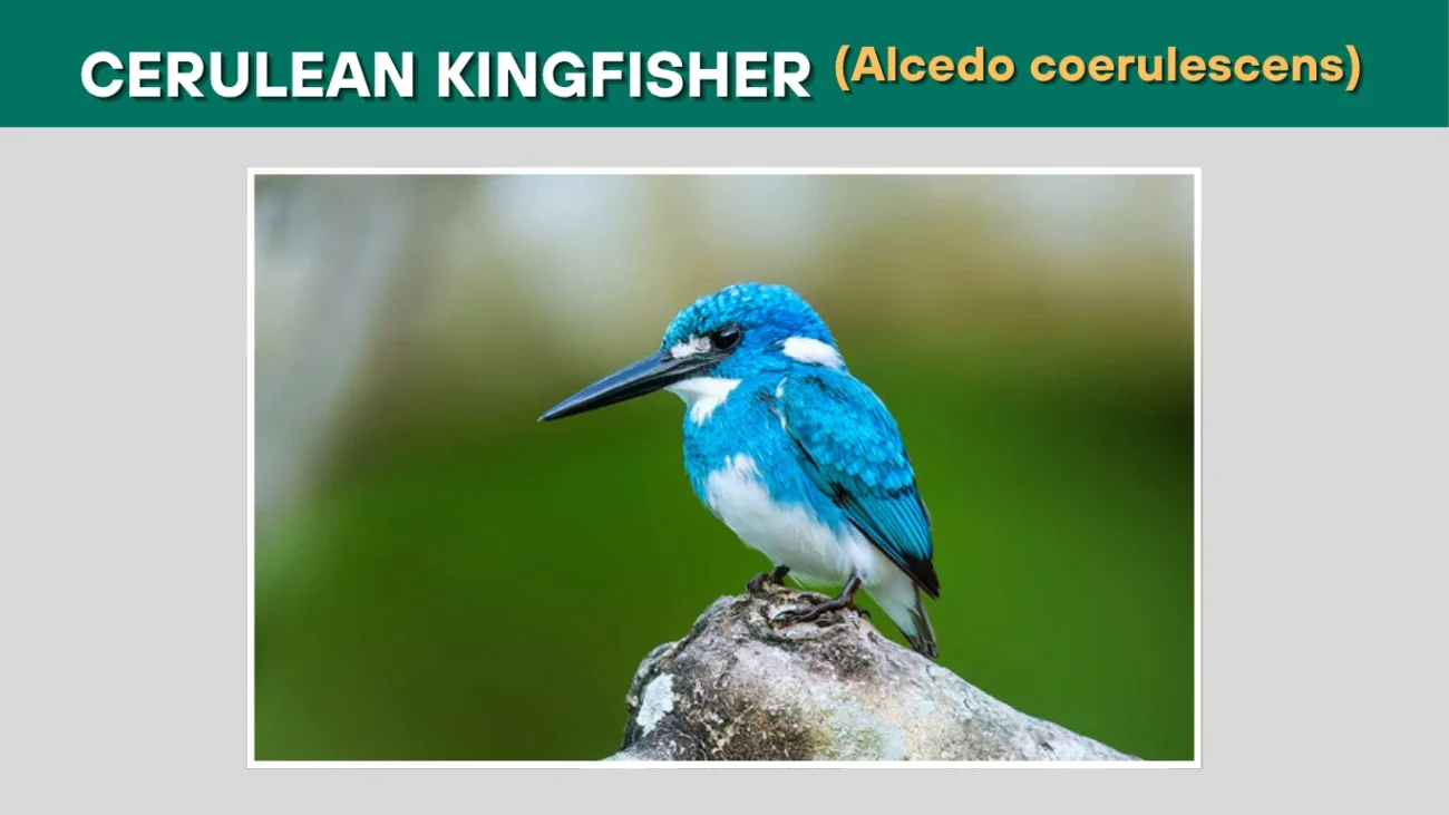 Cerulean Kingfisher (Alcedo coerulescens)