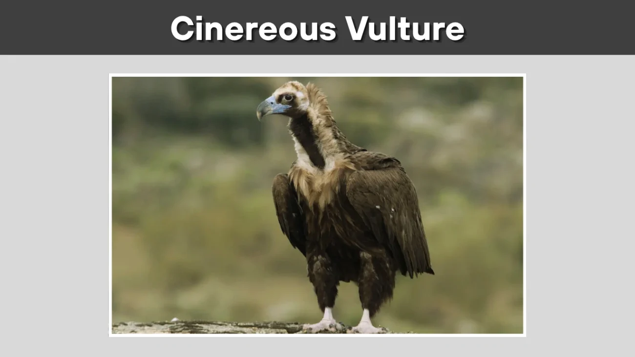 Cinereous Vulture