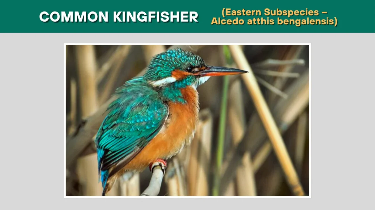 Common Kingfisher (Eastern Subspecies – Alcedo atthis bengalensis)