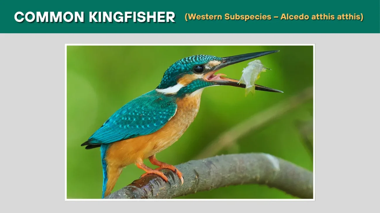 Common Kingfisher (Western Subspecies – Alcedo atthis atthis)